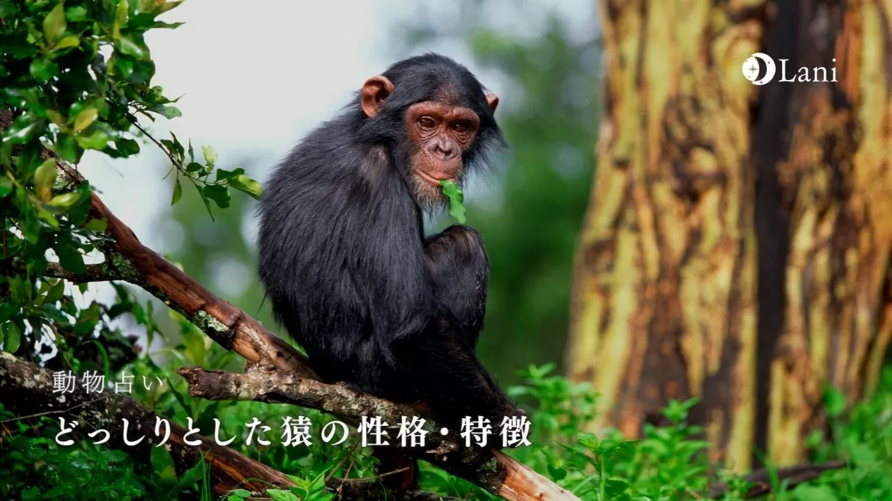 動物占い どっしりとした猿の性格 22年の運勢や恋愛 仕事 適職