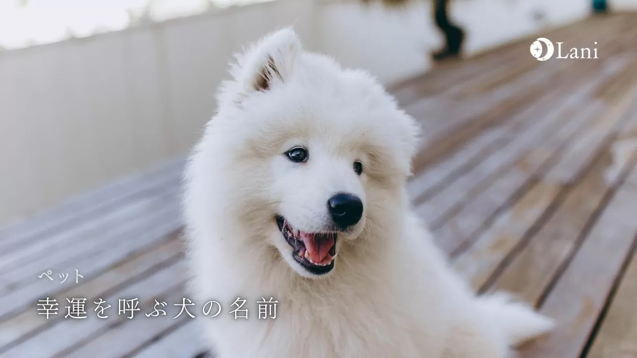 占い師監修 幸運を呼ぶ犬の名前13選