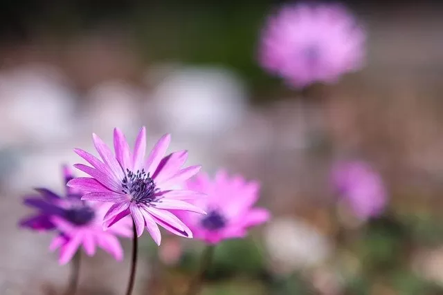 怖い 悲しい アネモネの花言葉 誕生花