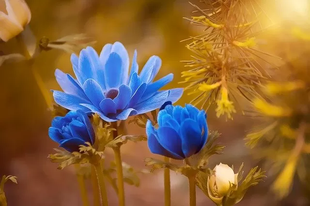 怖い 悲しい アネモネの花言葉 誕生花