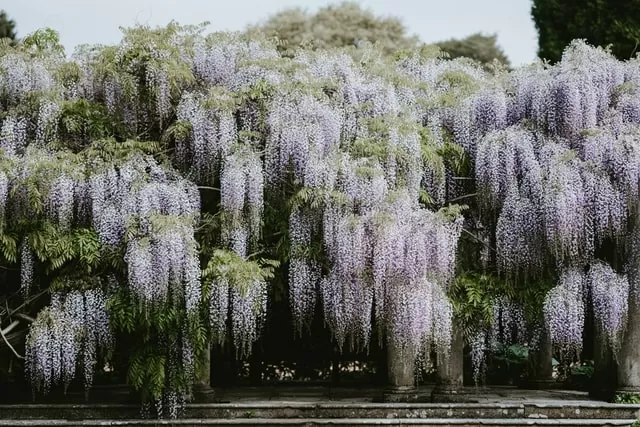 本当は怖い 藤の花の花言葉 誕生花 スピリチュアル意味や効果 種類 仲間 育て方