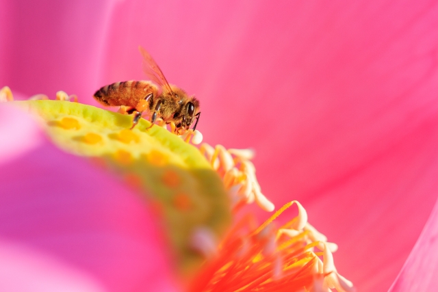 蜜蜂　ミツバチ