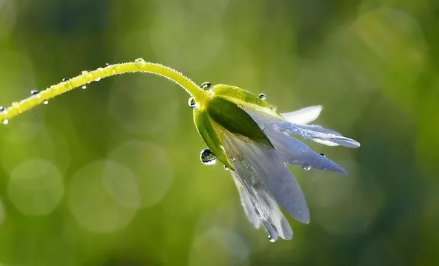 雨のスピリチュアルな恵み