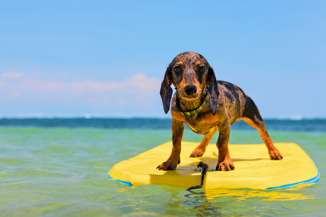 サーフィンをする犬