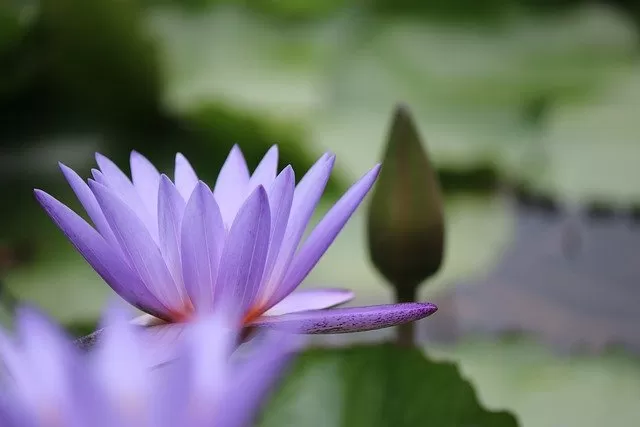 滅亡 死 怖い 睡蓮の花言葉 誕生花 スピリチュアル意味や効果 種類 仲間 育て方