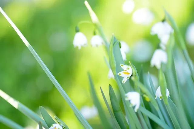 本当は怖い すずらんの花言葉 誕生花