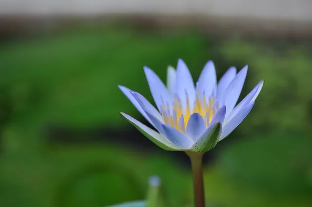 滅亡 死 怖い 睡蓮の花言葉 誕生花 スピリチュアル意味や効果 種類 仲間 育て方