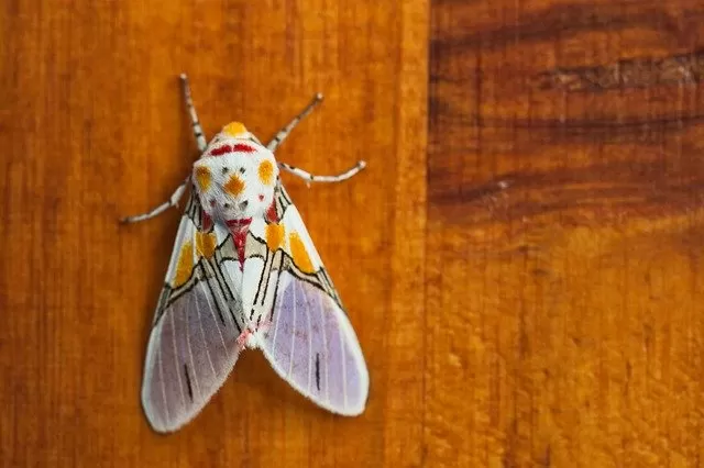 蝶のスピリチュアル意味 色 見た場所やタイミング別の解釈