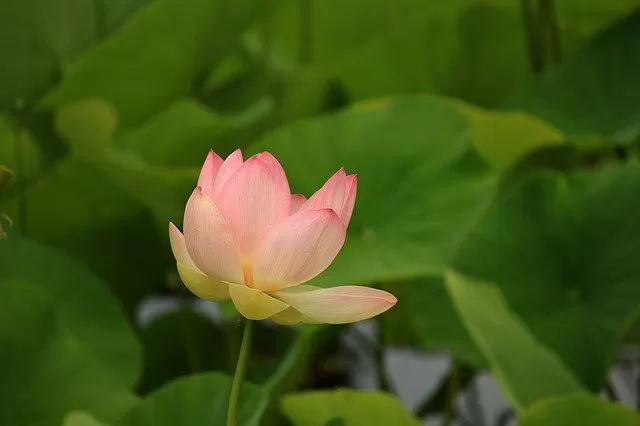 滅亡 死 怖い 睡蓮の花言葉 誕生花 スピリチュアル意味や効果 種類 仲間 育て方