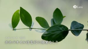 ホホバオイルは毛穴に効果なし？いちご鼻が治るは本当？