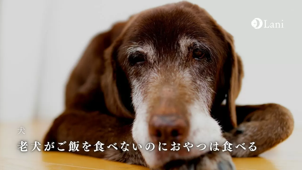 老犬がご飯を食べないのにおやつは食べるときの対処法