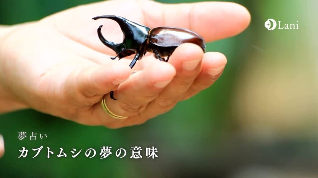 【夢占い】カブトムシの夢の意味35選！ストレスを抱えているけどポジティブな状態！