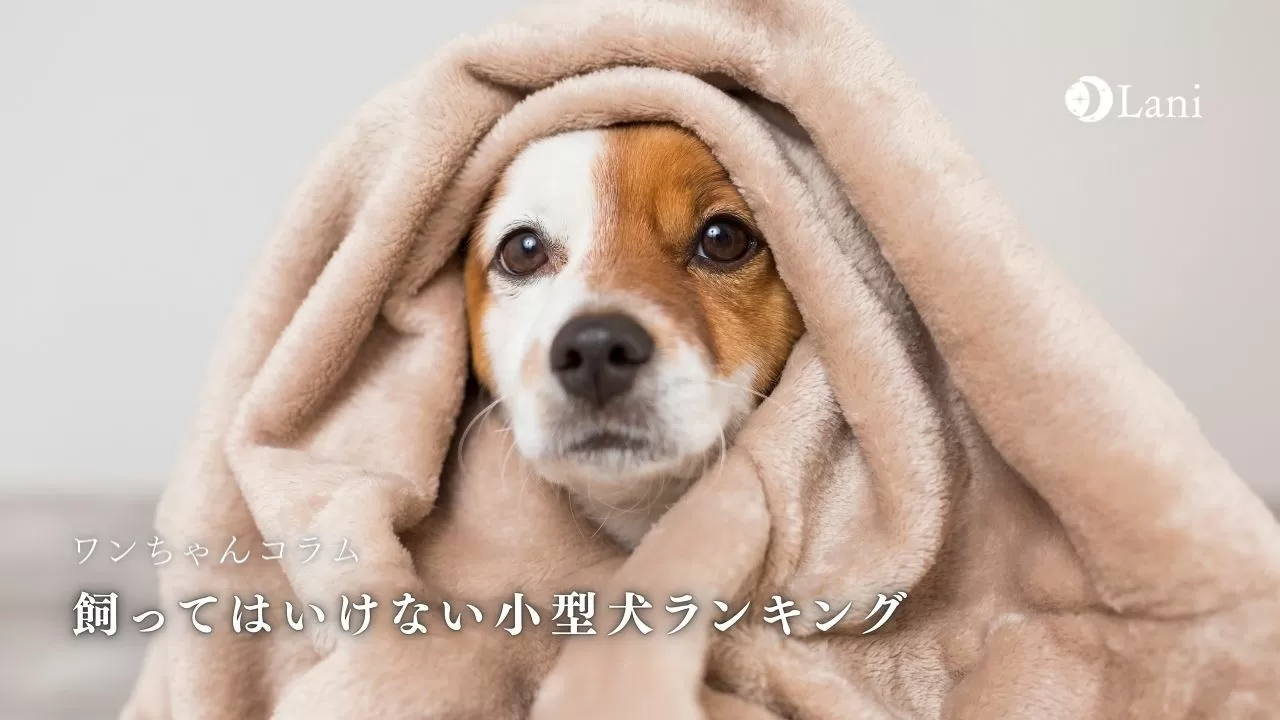 飼ってはいけない小型犬ランキングtop7 飼う前に要注意ポイントも解説
