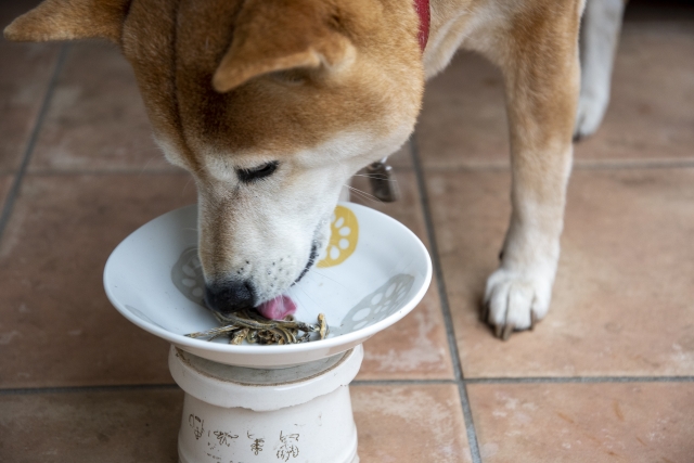 ご飯を食べる犬