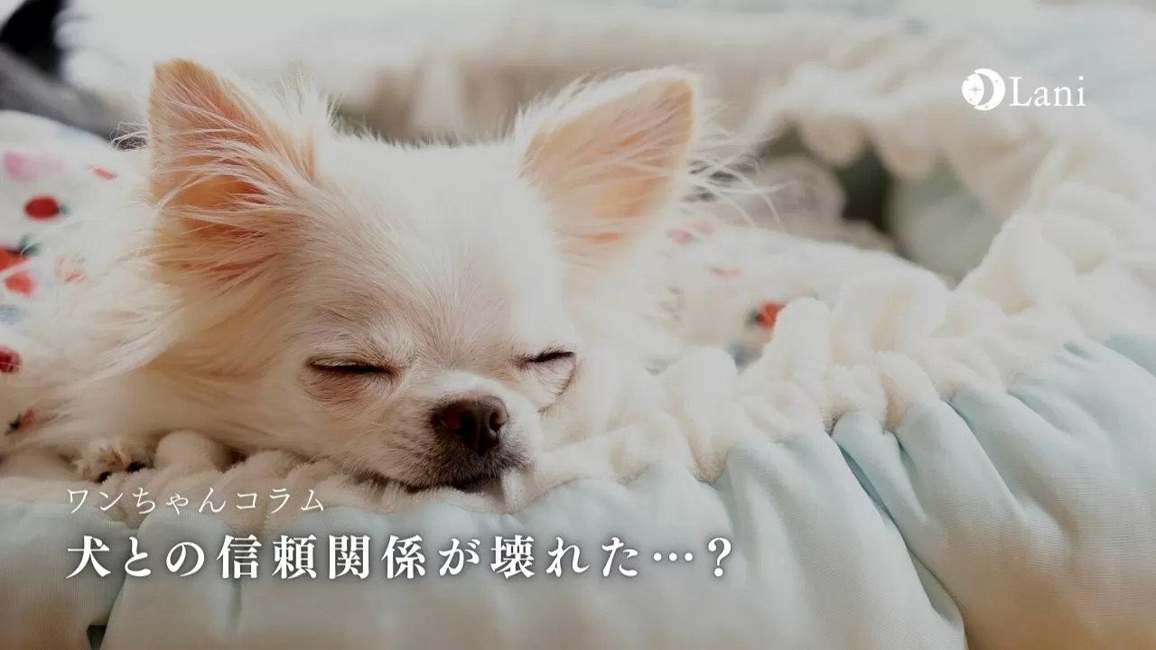 犬との信頼関係が壊れた 絶対ng行為6つと再構築の