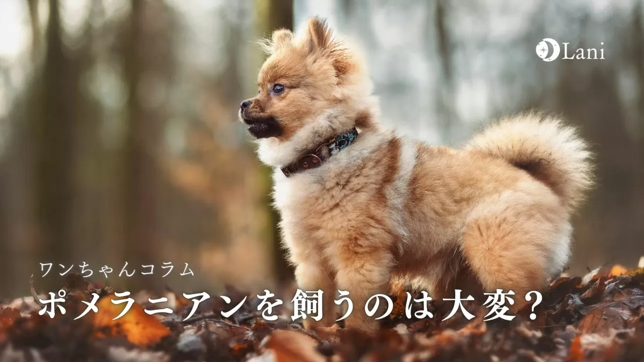 ポメラニアンを飼うのは大変 飼いやすい 飼いにくい見分け方など