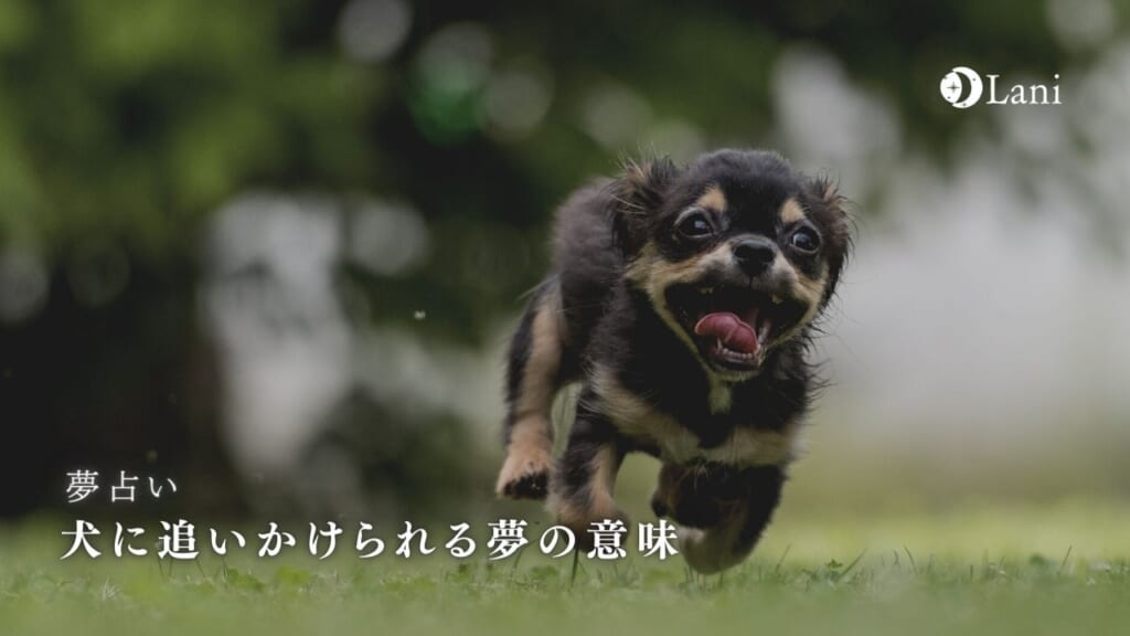 【夢占い】犬に追いかけられる夢の意味30選！人間関係・友達・嫉妬の暗示