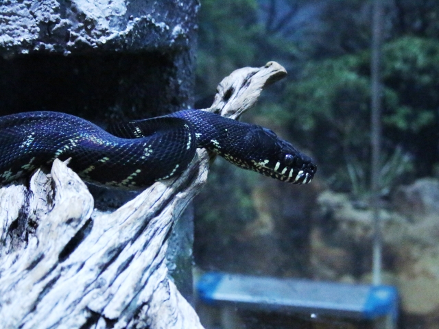 黒い蛇