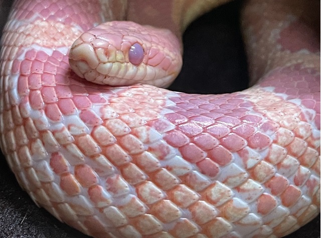 ピンクの蛇