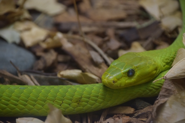 緑色の蛇