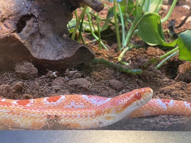 オレンジ色の蛇