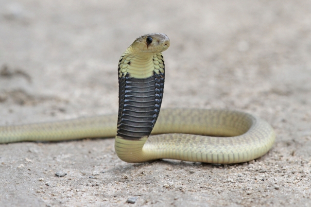 コブラ　蛇　へび