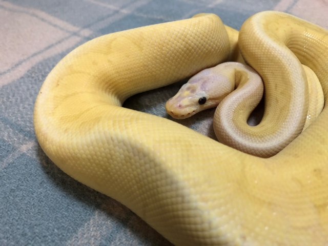 黄色い蛇