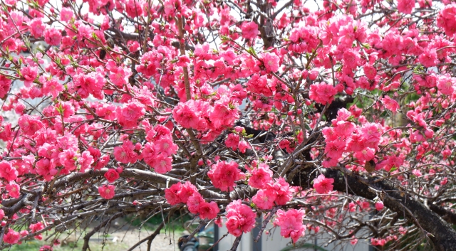桃の花