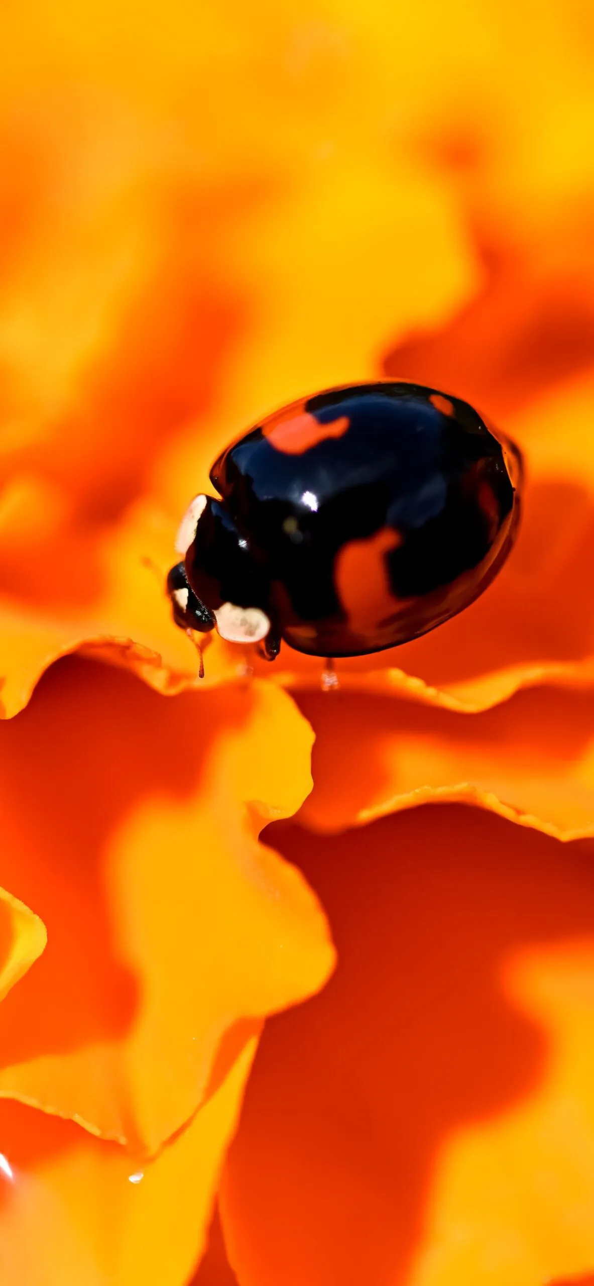 22年最新 本当に効果のあった待ち受け恋愛