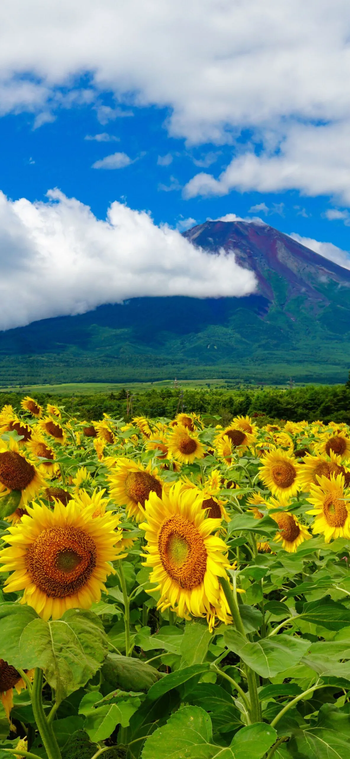 22年開運 富士山の待ち受け効果