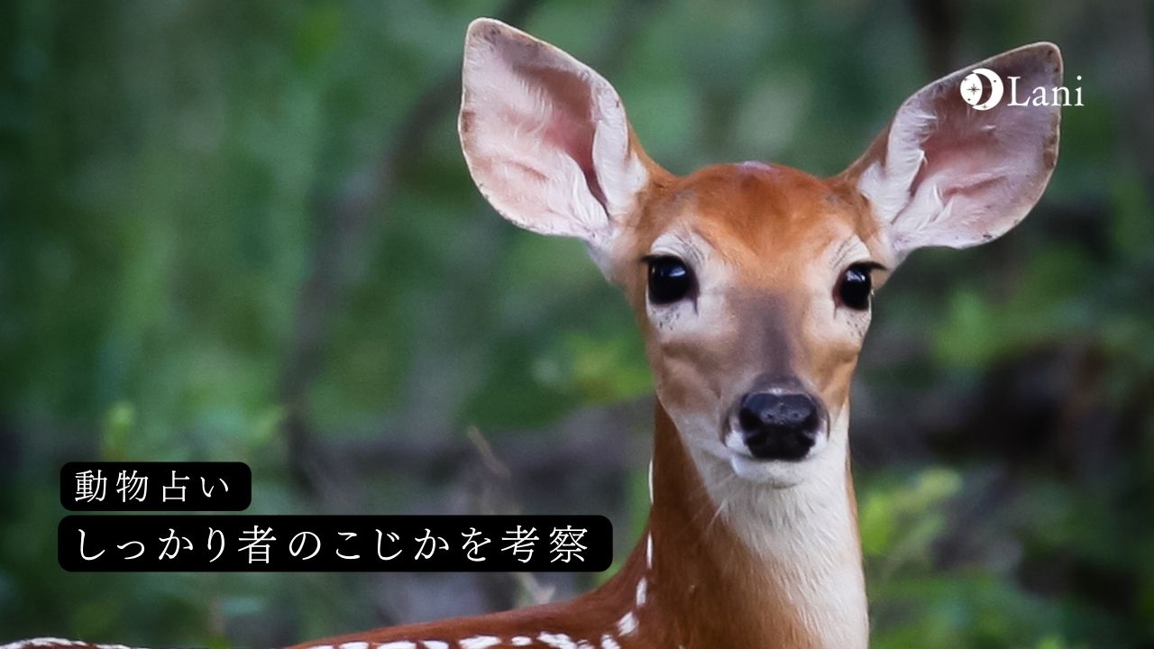 動物占い しっかり者のこじかの性格 22年の運勢や恋愛 仕事 適職