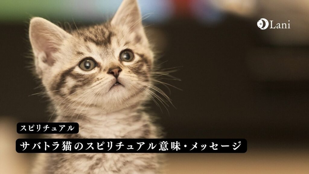 サバトラ猫のスピリチュアル意味・メッセージ