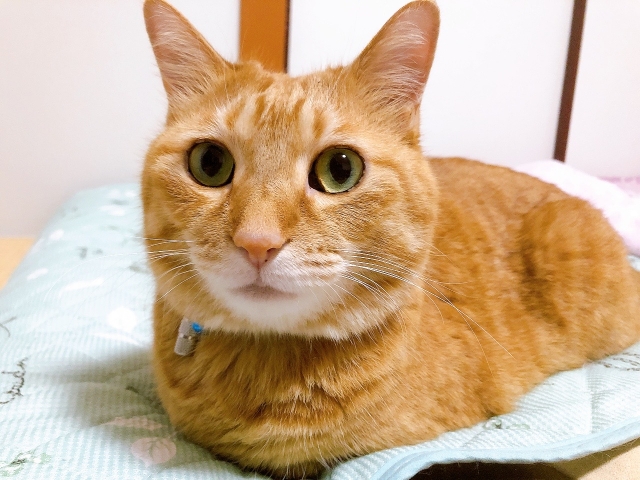 茶トラの猫