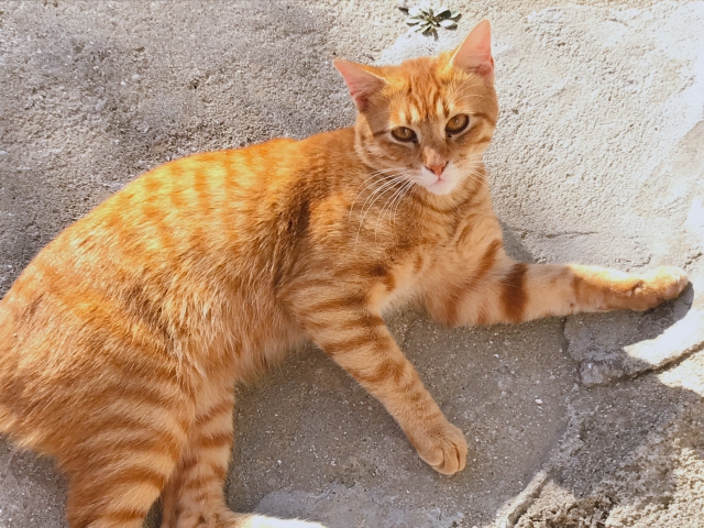 茶トラの猫
