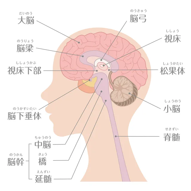 第三の目「サードアイ」とは？徹底解説【スピリチュアル】