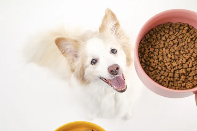 犬の生まれ変わりサイン10選 生まれ変わり実例 逢いたい人必見