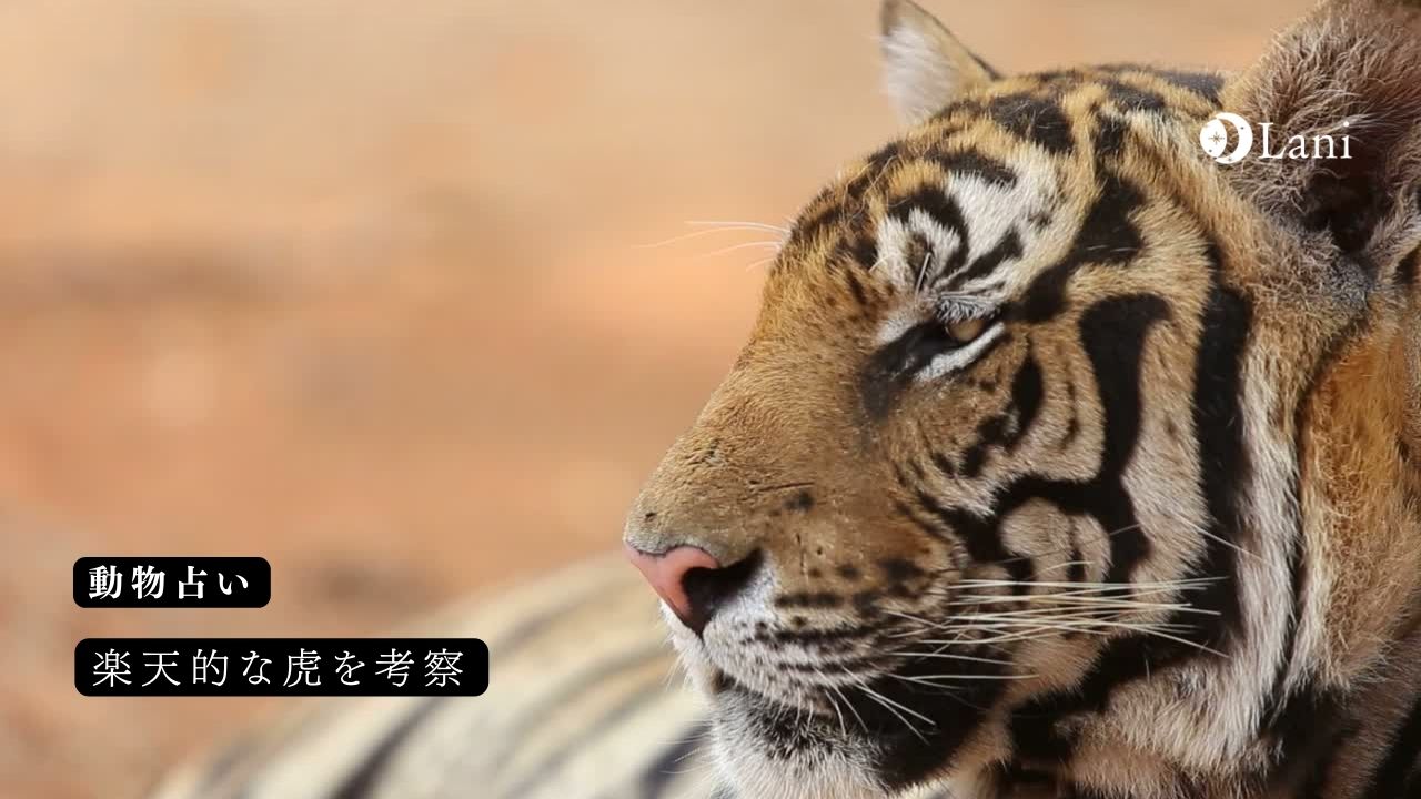 動物占い 楽天的な虎の性格 22年の運勢や恋愛 仕事 適職