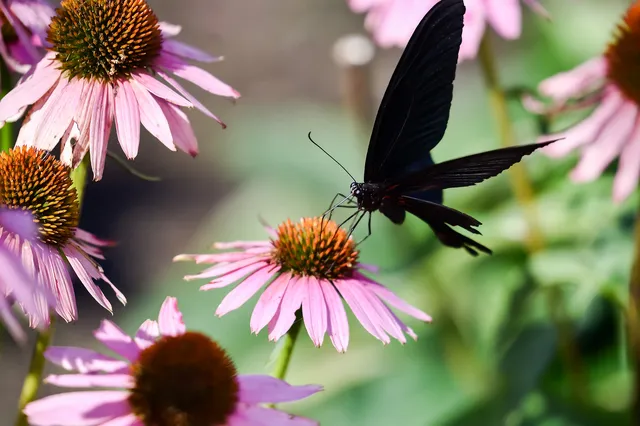 黒い蝶のスピリチュアル意味 サイン 黒いアゲハ蝶 ジンクスなど