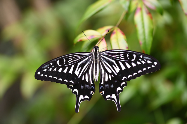 黒い 蝶々 スピリチュアル