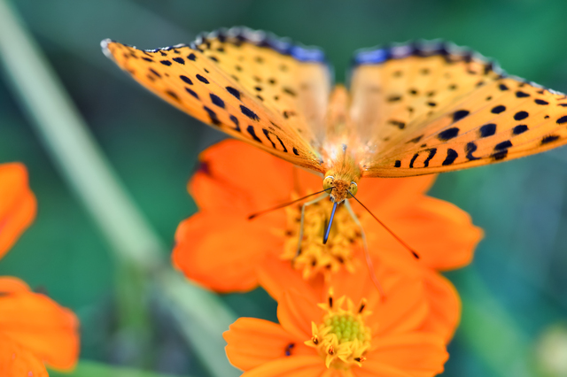 オレンジ色のアゲハ蝶