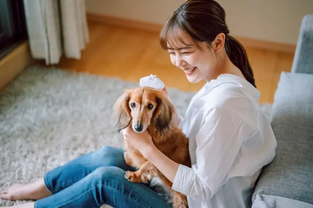 犬は自分の死期や人の死が分かる 理解できる理由と不思議な現象