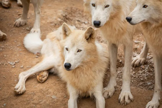 犬は自分の死期や人の死が分かる 理解できる理由と不思議な現象
