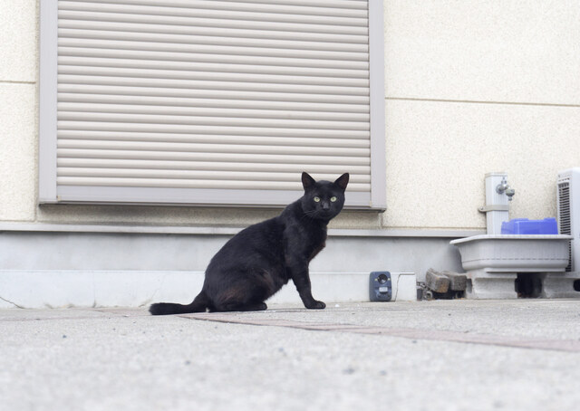 野良猫の黒猫が家に来た
