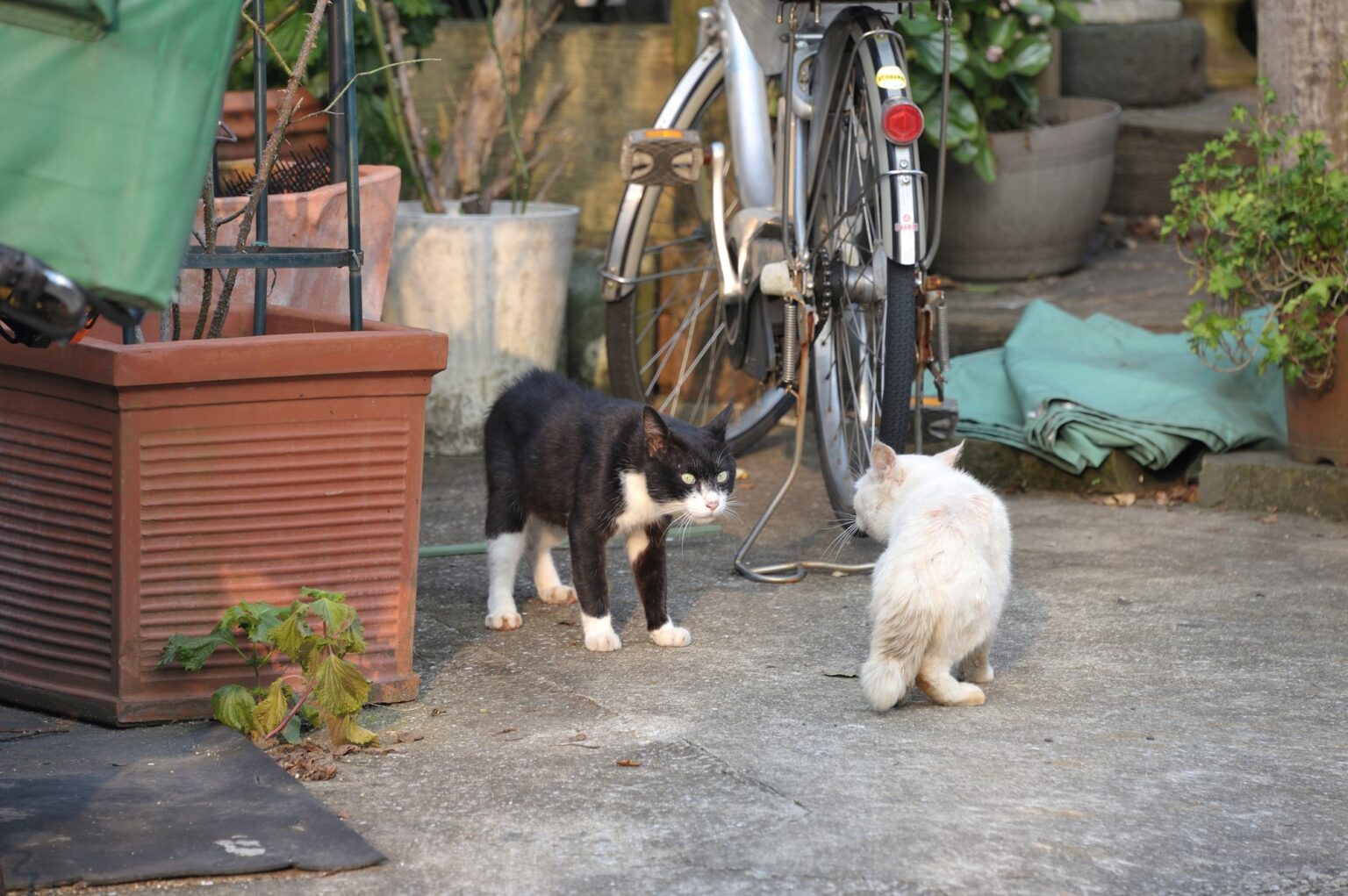 野良猫が来る家運気