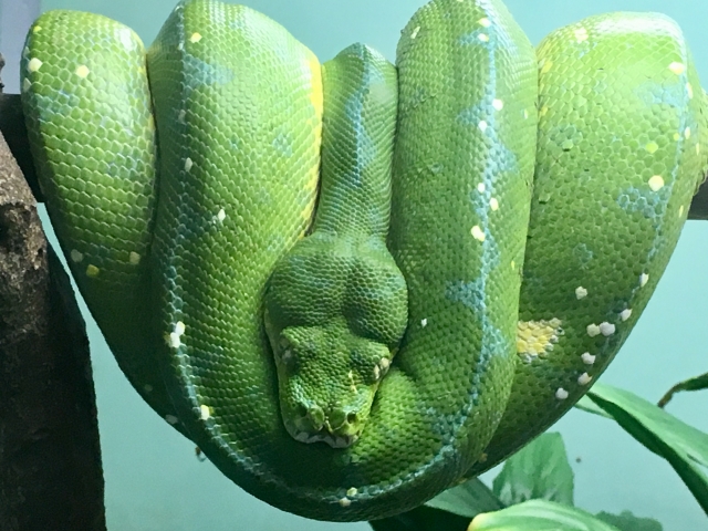 緑の蛇