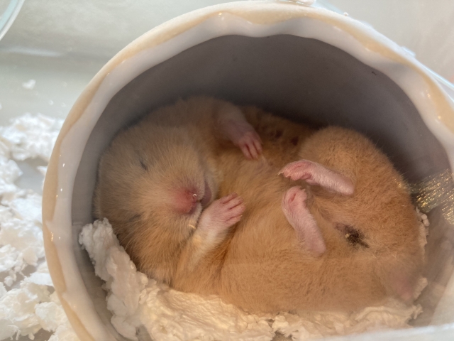 眠るハムスター