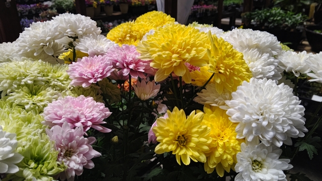菊　きく