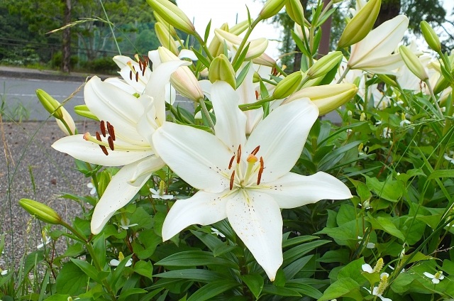 百合