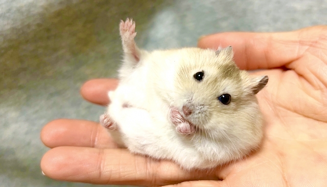 ハムスター