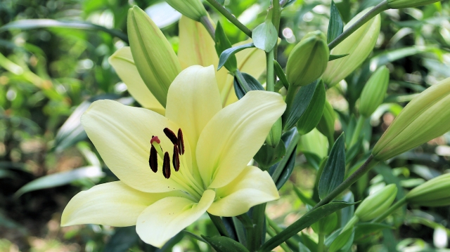 百合